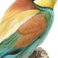 Abejaruco / Bee-eater
