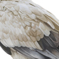 Alimoche / Egyptian vulture