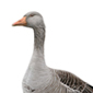 Ánsar común / Greylag goose