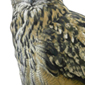 Búho real / Eagle owl