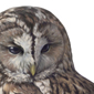 Cárabo / Tawny owl