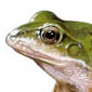 Rana común \ Common frog